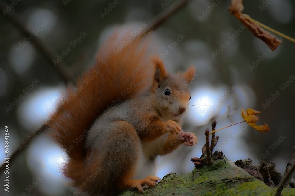 Closeup shot of a red squirrel with a fluffy tail sitting on a tree trunk on an isolated background Closeup shot of a red squirrel with a fluffy tail sitting on a tree trunk on an isolated background