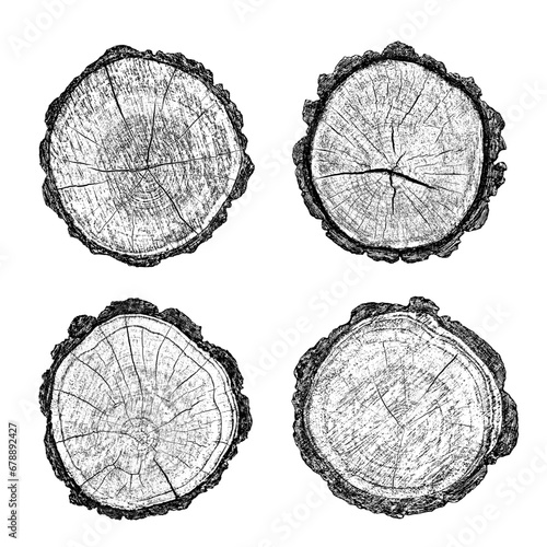 Tree wood texture on white background. Section tree rings cut slice. Round wooden design elements. Realistic texture overlay. Vector illustration collection.	