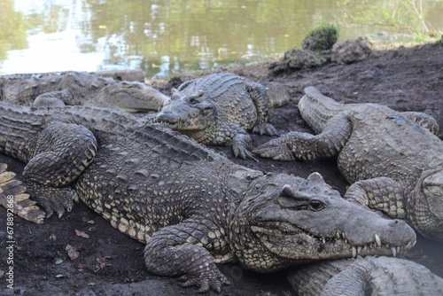 Closeup shot of crocodiles climbing on each other on a swamp shore