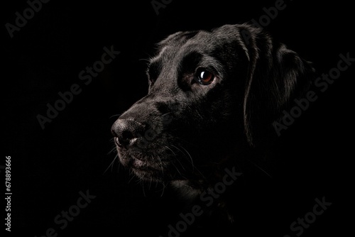 Closeup of the face of a black Labrador blended with the black background