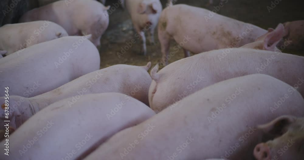 Pigs At Livestock Farm Group Of Piglets Swine Pigs on livestock farm Pig farming Pigs At Livestock Farm Group Of Piglets Swine Pigs on livestock farm Pig farming