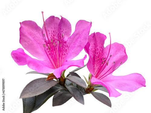 Blooming pink azalea flowers close-up, a plant genus Rhododendron.  Cut out and isolated.