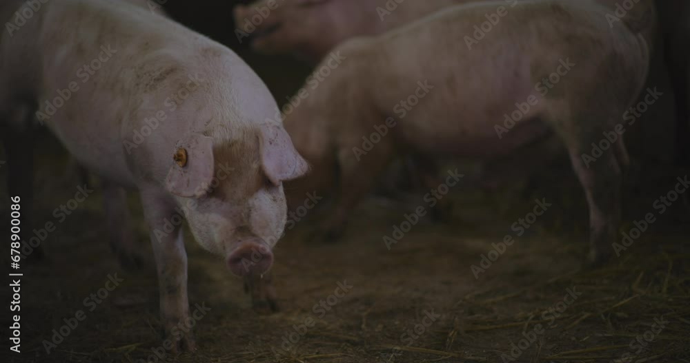 Pigs At Livestock Farm Group Of Piglets Swine Pigs on livestock farm Pig farming Pigs At Livestock Farm Group Of Piglets Swine Pigs on livestock farm Pig farming