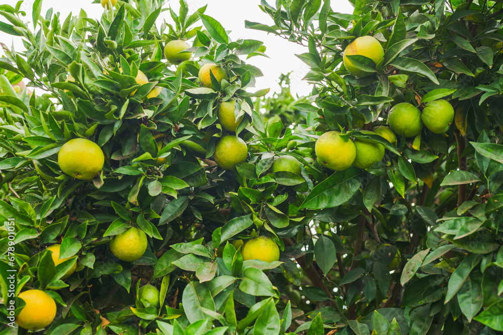 An orange tree full of fruits in the garden, close-up view