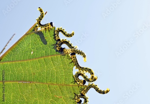 Sawfly (Craesus septentrionalis) pest, family Tenthredinidae. Larvae feeding in group of hazel leaf margins, close up view photo