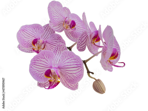 Phalaenopsis orchids with delicate pink lines  also called  moth orchid  butterfly  anggrek bulan or moon orchid. Cut out and isolated.