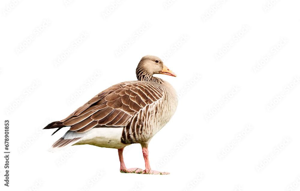 Gans Gans