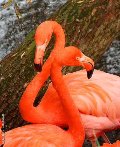 American flamingo (Phoenicopterus ruber) is a large species of flamingo closely related to the greater flamingo and Chilean flamingo native to the Neotropics. photo