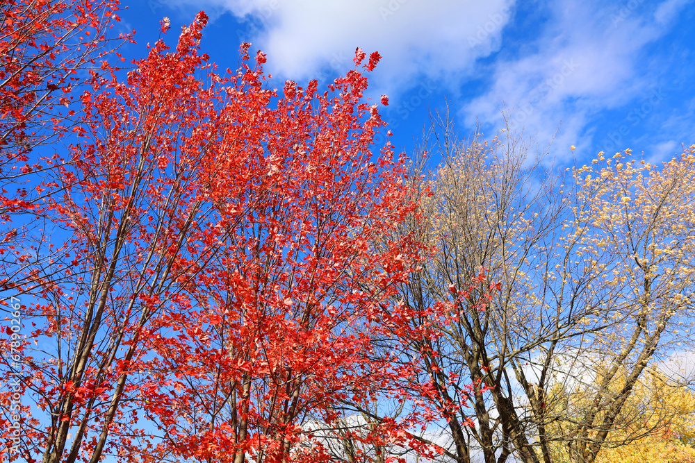 North america fall folliage eastern township Bromont Quebec province Canada North america fall folliage eastern township Bromont Quebec province Canada