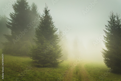 Foggy landscape with a coniferous trees at autumn season. #678903471