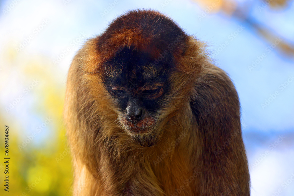 Fototapeta premium Spider monkeys are New World monkeys belonging to the genus Ateles, part of the subfamily Atelinae,. Like other atelines, they are found in tropical forests of Central and South America