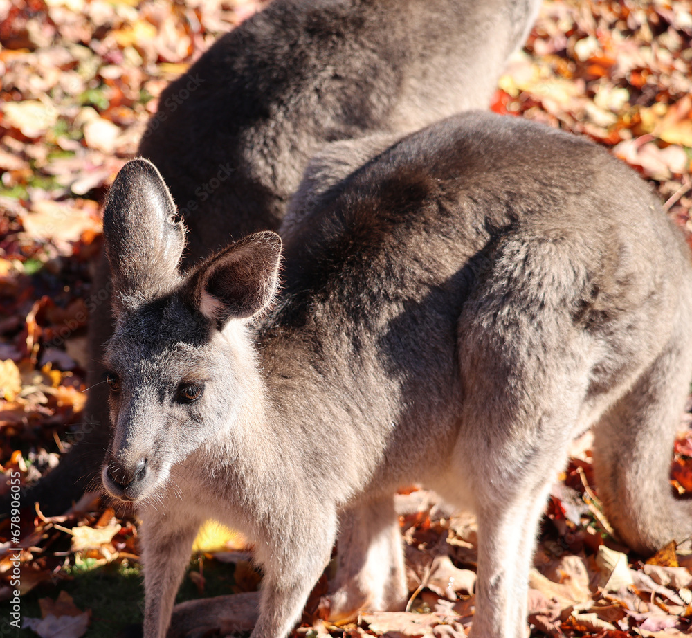 The kangaroo is a marsupial from the family Macropodidae (macropods, meaning 'large foot'). The kangaroo is a marsupial from the family Macropodidae (macropods, meaning 'large foot').