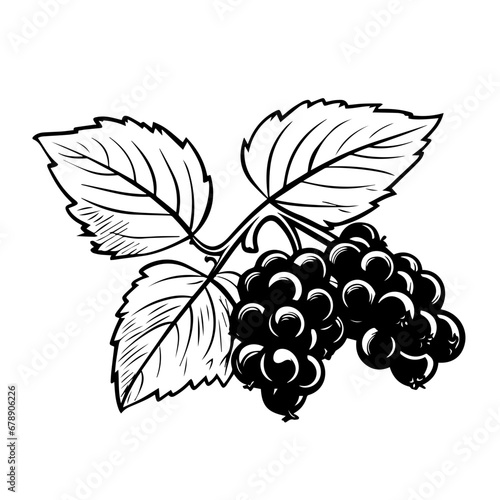 Fototapeta Naklejka Na Ścianę i Meble -  Black Currant Fruit Vector Logo Art