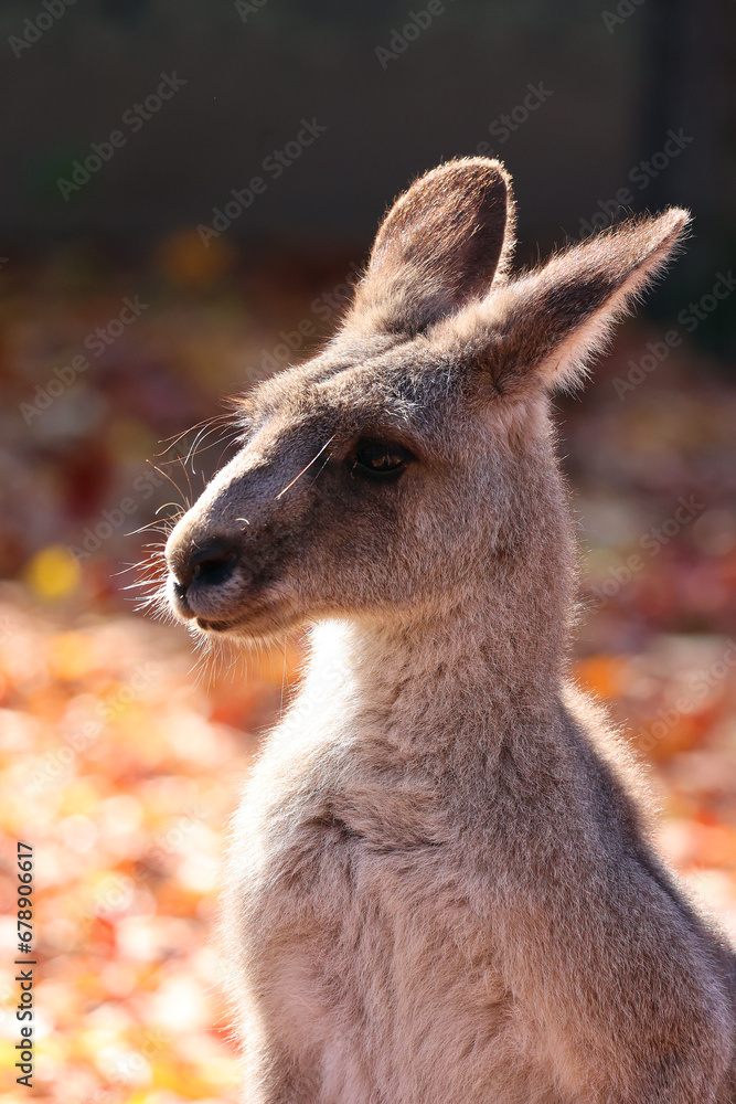 The kangaroo is a marsupial from the family Macropodidae (macropods, meaning 'large foot').