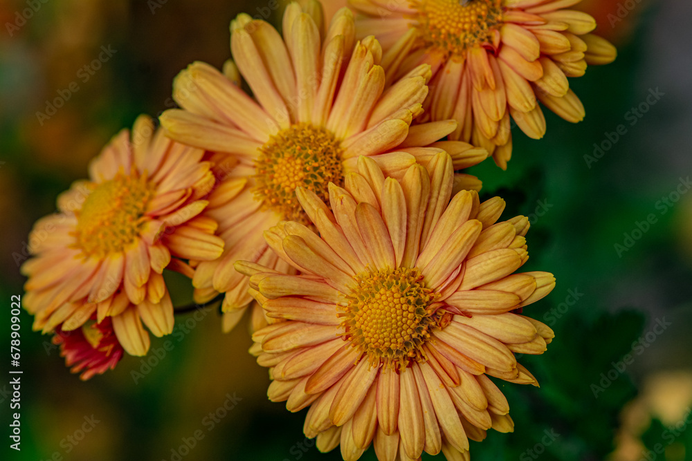 Painted Daisy Robinson s Red, flower or Pyrethrum, Chrysanthemum Painted Daisy Robinson s Red, flower or Pyrethrum, Chrysanthemum