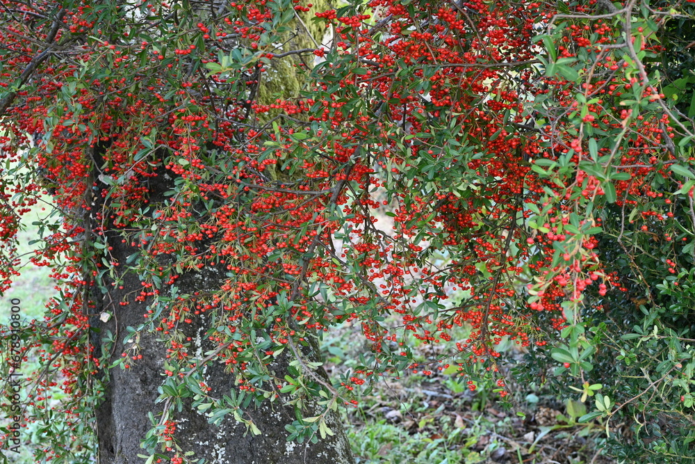 Pyracantha (Fire thorn) berries. Rosaceae evergreen shrub. White flowers bloom in early summer and the berries ripen red from fall to winter. Pyracantha (Fire thorn) berries. Rosaceae evergreen shrub. White flowers bloom in early summer and the berries ripen red from fall to winter.