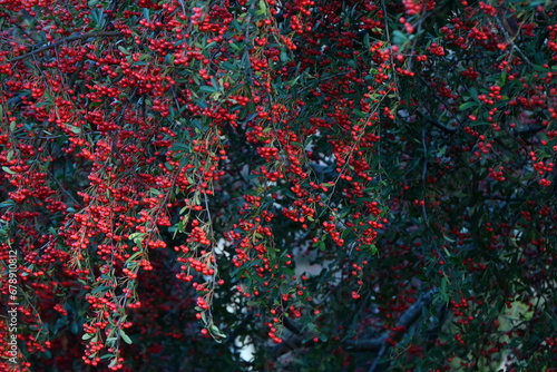 Pyracantha (Fire thorn) berries. Rosaceae evergreen shrub. White flowers bloom in early summer and the berries ripen red from fall to winter.
