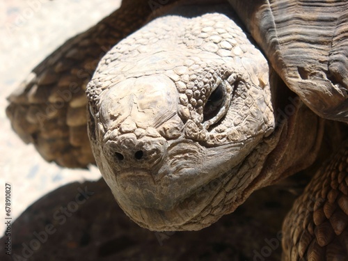Closeup of turtle in its natural habitat