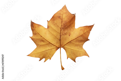 Plane tree autumn dry brown leaf lower side isolated transparent png. Platanus orientalis or Old World sycamore fall foliage.