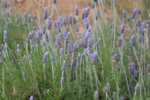 Photography Closeup shot of the lavender broadleaf in the field