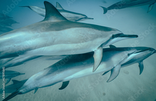 A Pod of Wild Spinner Dolphins swimming off the Shore of Oahu Hawaii 