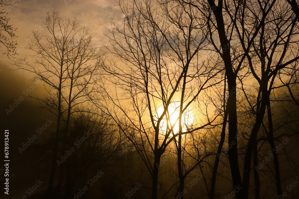 Dense trees in the forest during a misty sunrise