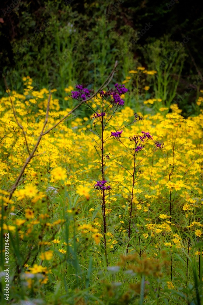 Purple and yellow wildflowers in the forest