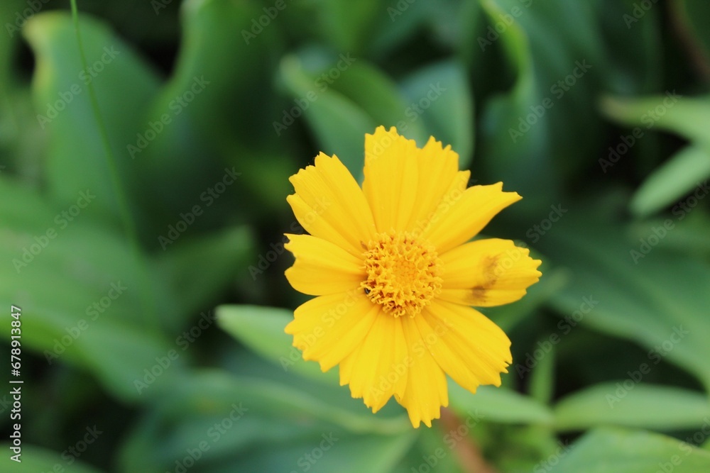 Selective focus shot of large-flowered tickseed (coreopsis grandiflora) in the garden Selective focus shot of large-flowered tickseed (coreopsis grandiflora) in the garden