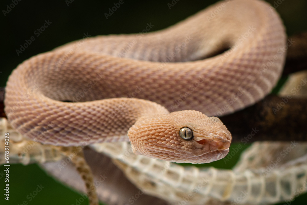 Trimeresurus purpureomaculatus is a venomous pit viper species native to Indonesia and Southeast Asia. Common names is mangrove pit viper, mangrove viper, and shore pit viper. Trimeresurus purpureomaculatus is a venomous pit viper species native to Indonesia and Southeast Asia. Common names is mangrove pit viper, mangrove viper, and shore pit viper.