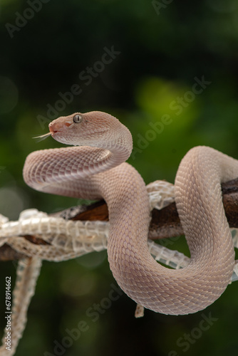 Trimeresurus purpureomaculatus is a venomous pit viper species native to Indonesia and Southeast Asia. Common names is mangrove pit viper, mangrove viper, and shore pit viper.