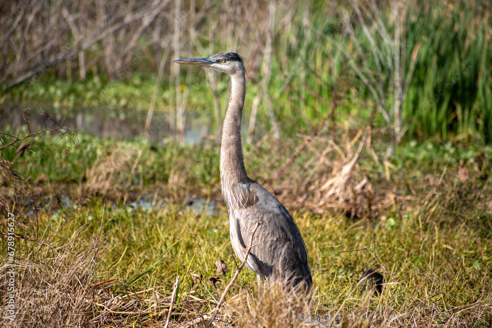 Naklejka premium Heron