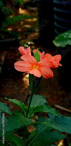 Vertical closeup shot of a Crossandra Infundibuliformis flower with green leaves under it