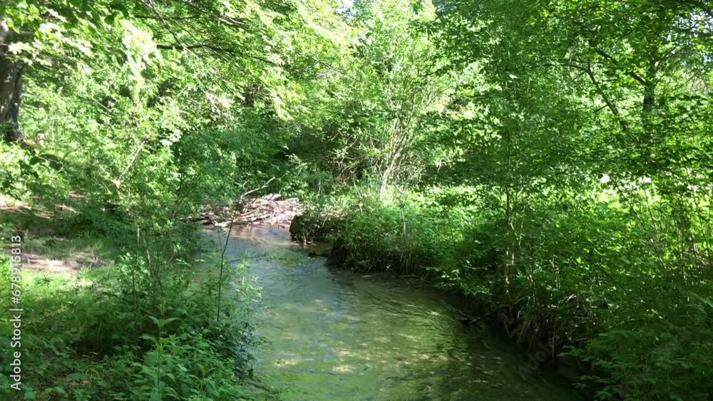 River flowing between grasses and green trees on a sunny day River flowing between grasses and green trees on a sunny day