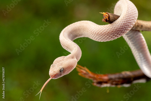 Trimeresurus purpureomaculatus is a venomous pit viper species native to Indonesia and Southeast Asia. Common names is mangrove pit viper, mangrove viper, and shore pit viper.