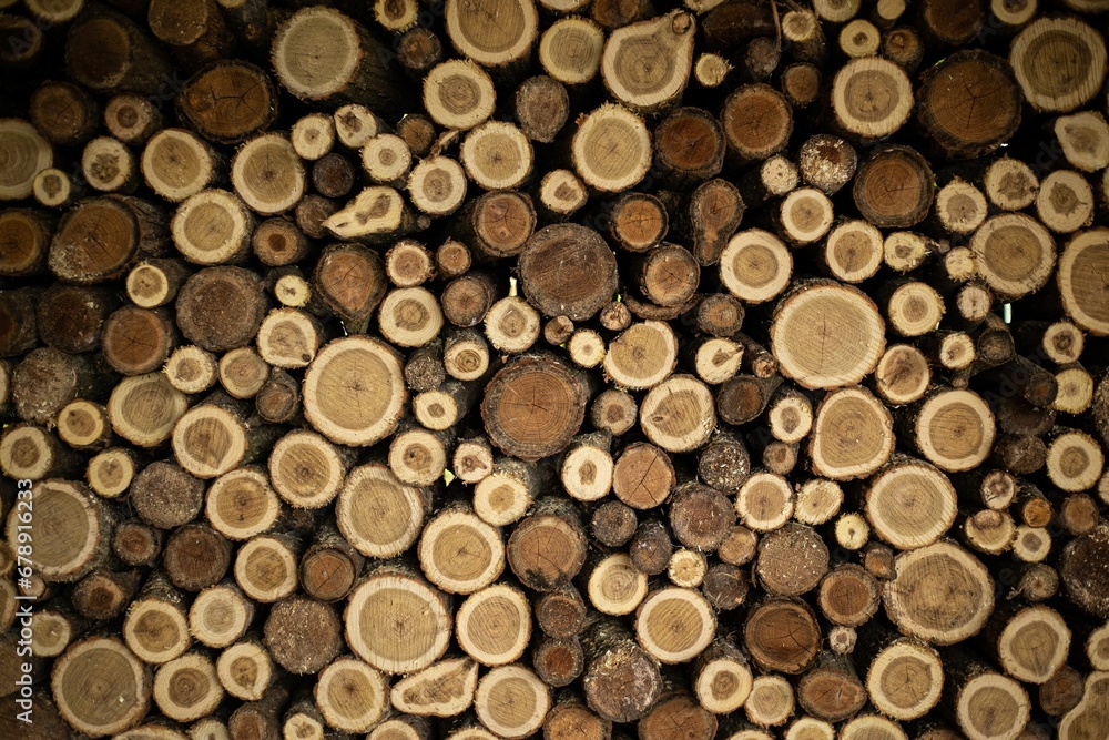 Closeup shot of a cut round woods.