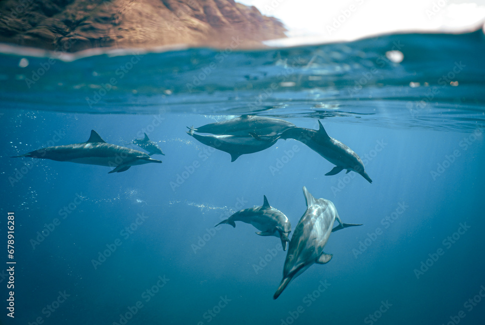 Fototapeta premium Wild Spinner Dolphins swimming in Hawaii