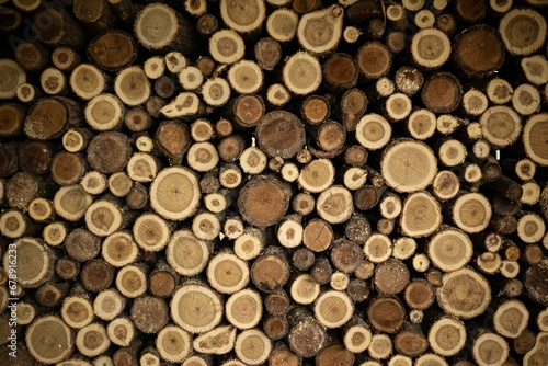 Closeup shot of a cut round woods.