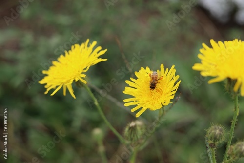 Bee on yellow wildflowers