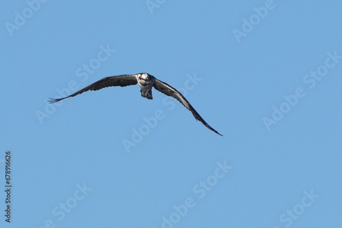 osprey is hunting a fish