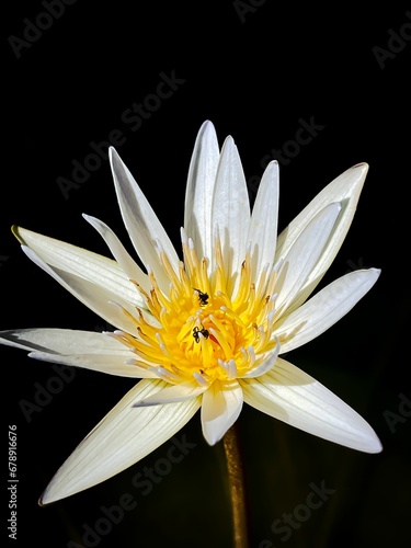 Vertical closeup of Nymphaea alba, the white waterlily isolated on a black background.