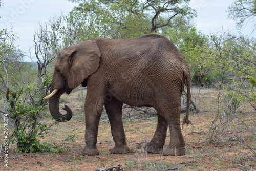 Elephant photo