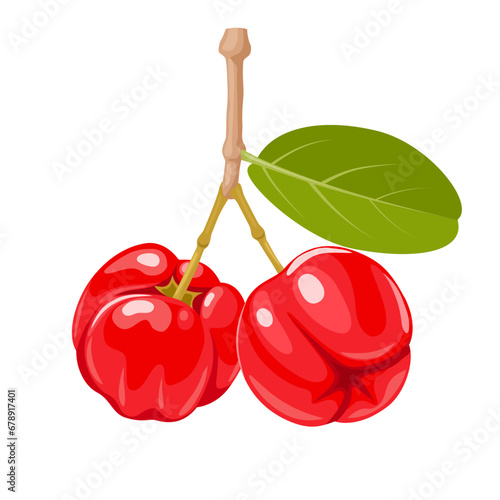 Vector illustration, Aserola or Barbados cherry, scientific name Malpighia emarginata, isolated on white background.