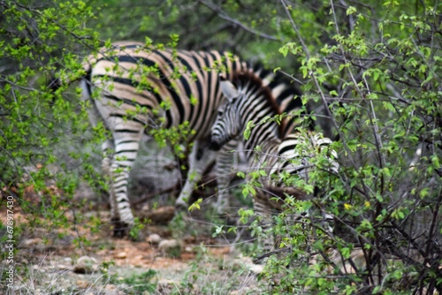Zebra Mutter mit Kind