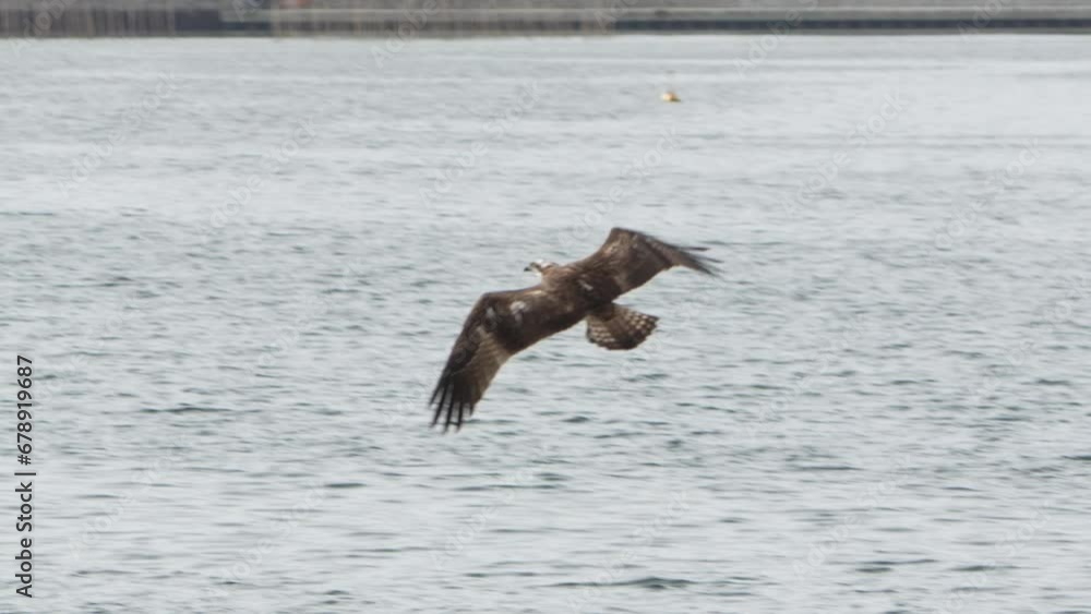 osprey is hunting a fish osprey is hunting a fish