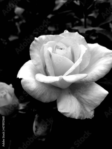 Vertical grayscale shot of a white rose