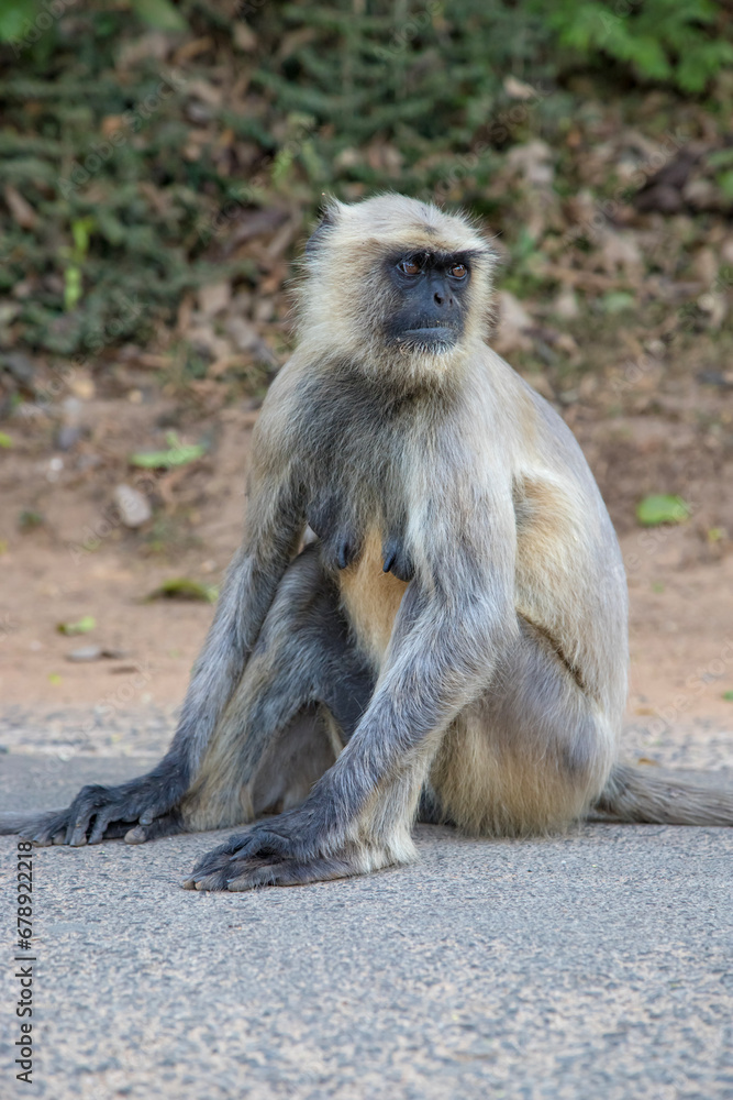 Northern plains gray langur sits on road at Bishnupur, west bengal, India.