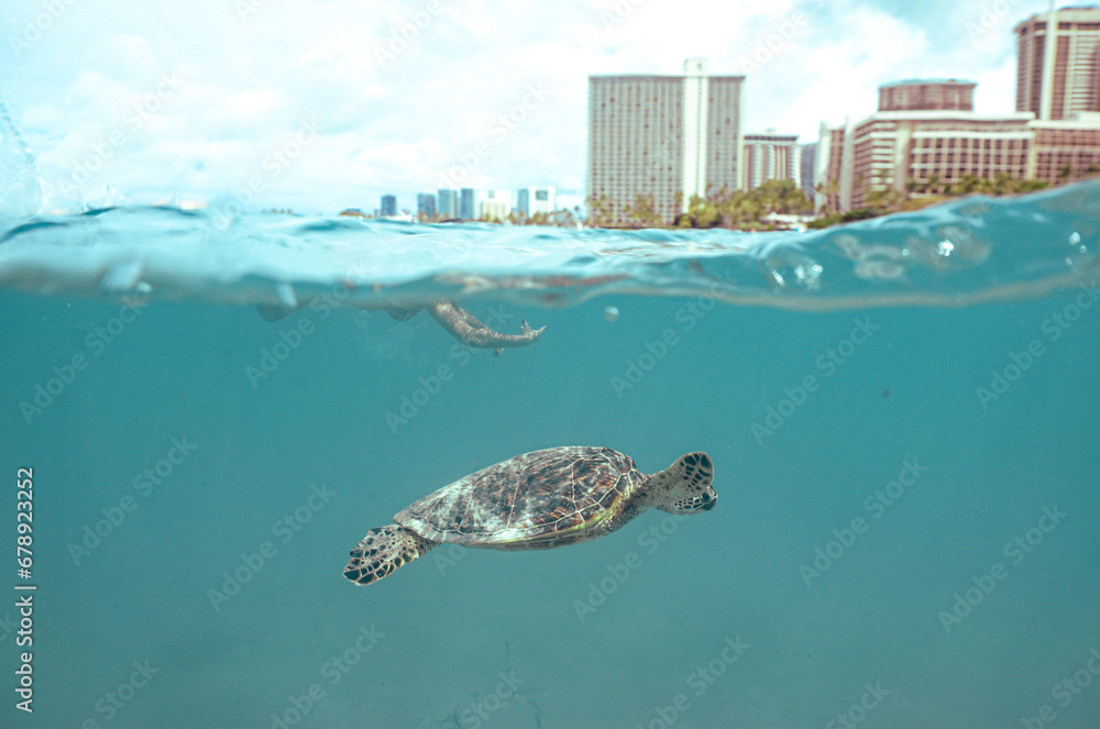 Swimming with a Wild Hawaiian Green Sea Turtle in Waikiki 