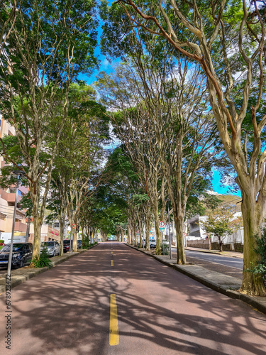 Tunell of trees in urban street photo