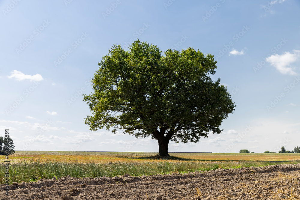 stubble of wheat and one oak with green foliage in a field stubble of wheat and one oak with green foliage in a field