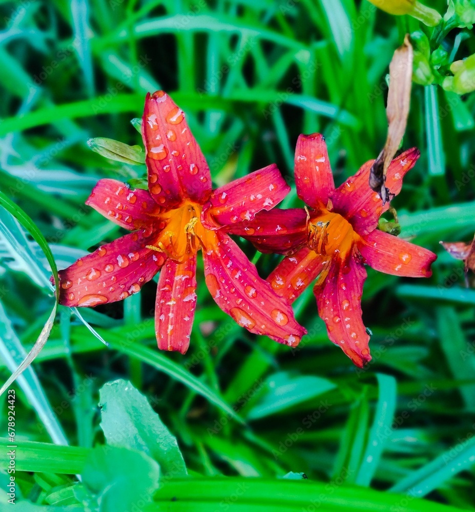 Closeup shot of blooming wet bright red lilies in a garden Closeup shot of blooming wet bright red lilies in a garden